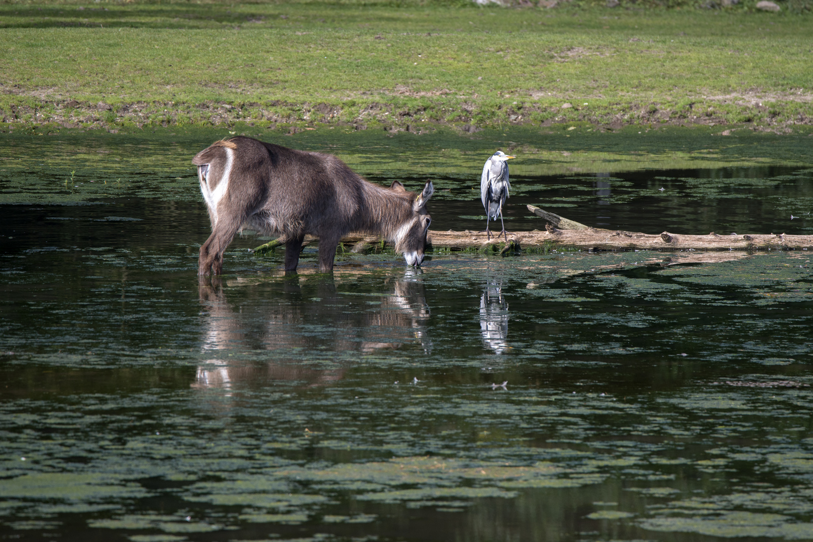 ~ Im Wasserloch ~