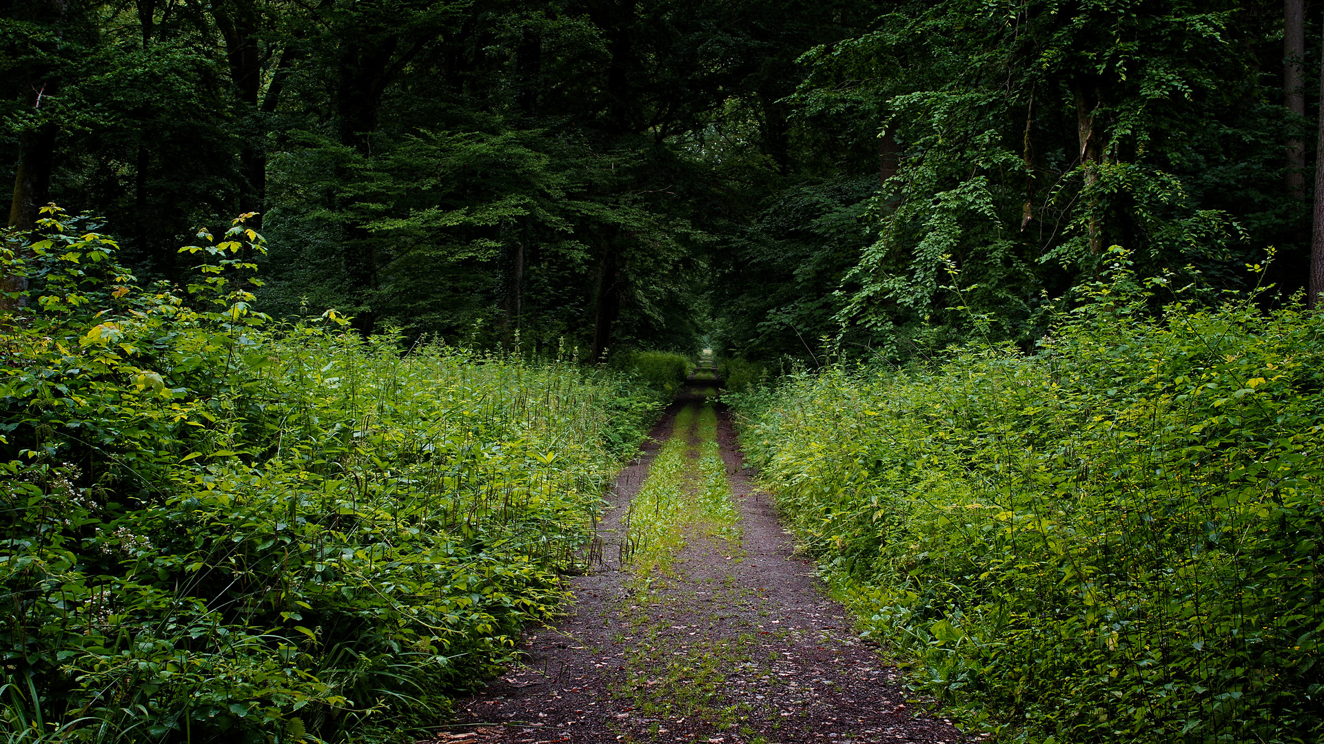 Im Wassermer Wald