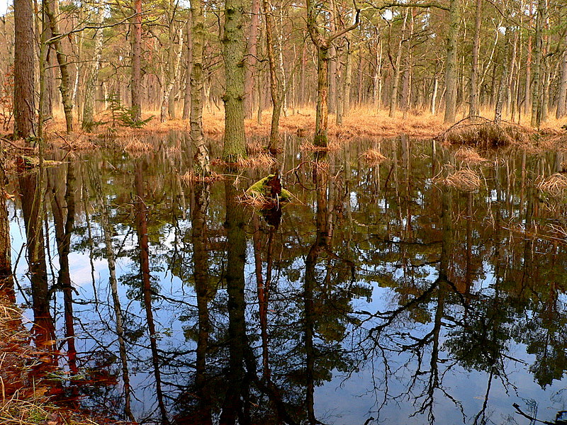 Im Wasserspiegel