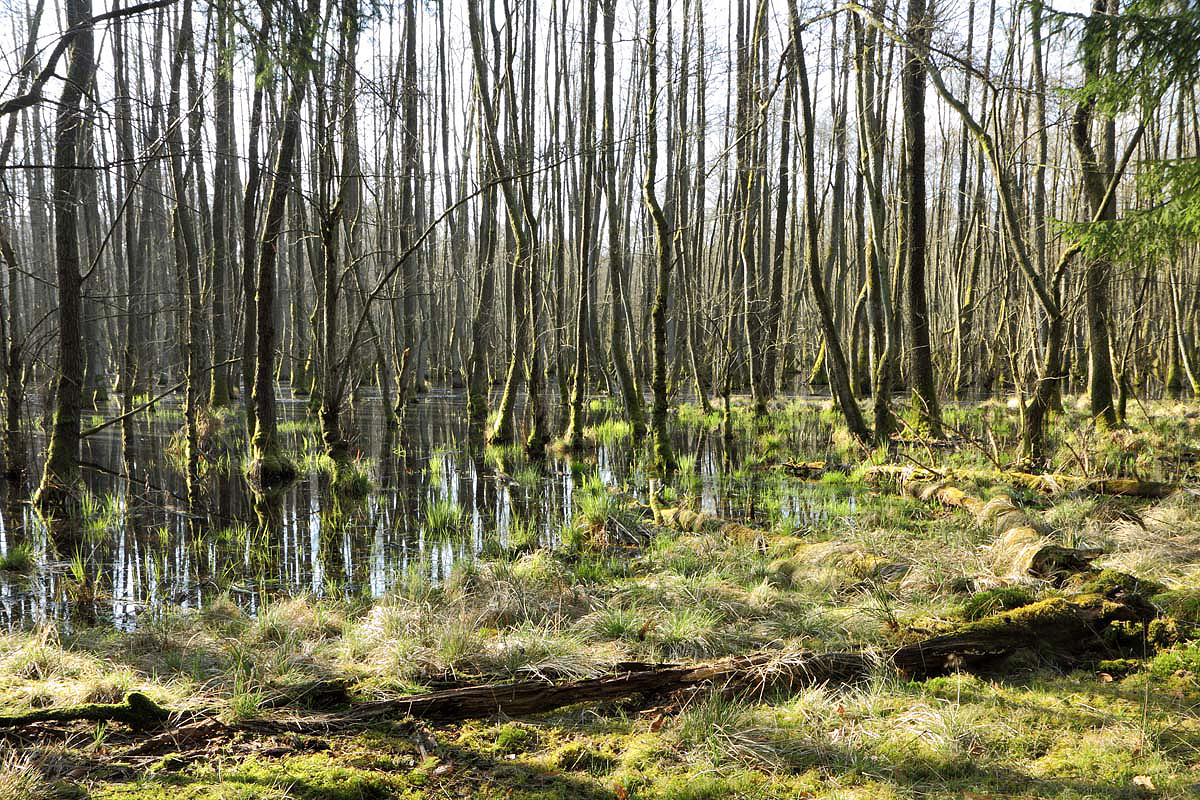 Im Wasserwald