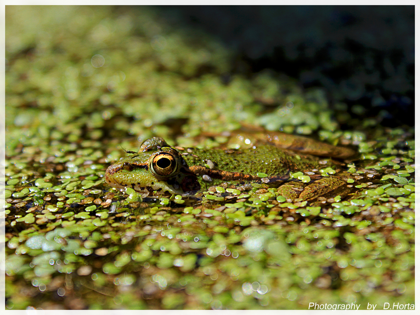 I´m watching you