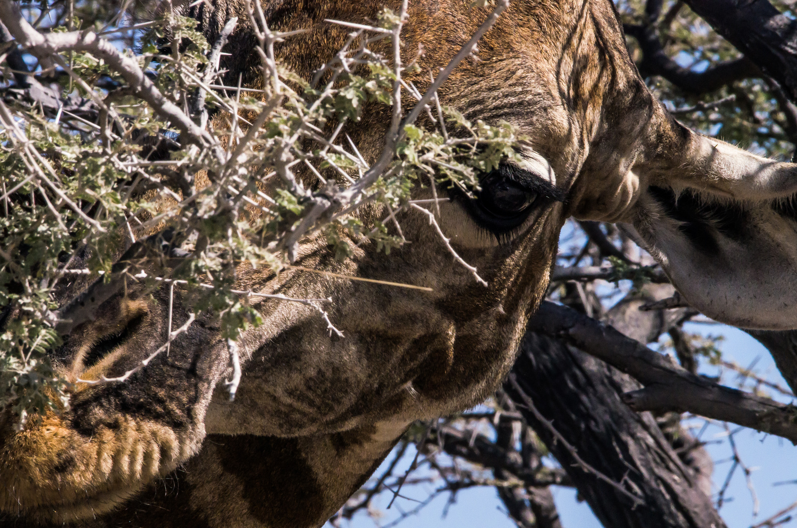 I´m watching you - Giraffe hautnah