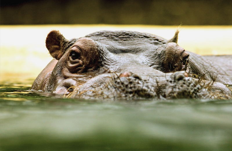 I'm watching you - Zoo Berlin