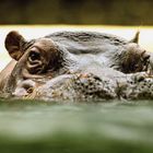 I'm watching you - Zoo Berlin