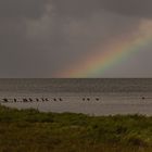 Im Watt von Amrum