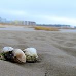 im Watt vor Cuxhaven - Sahlenburg ...