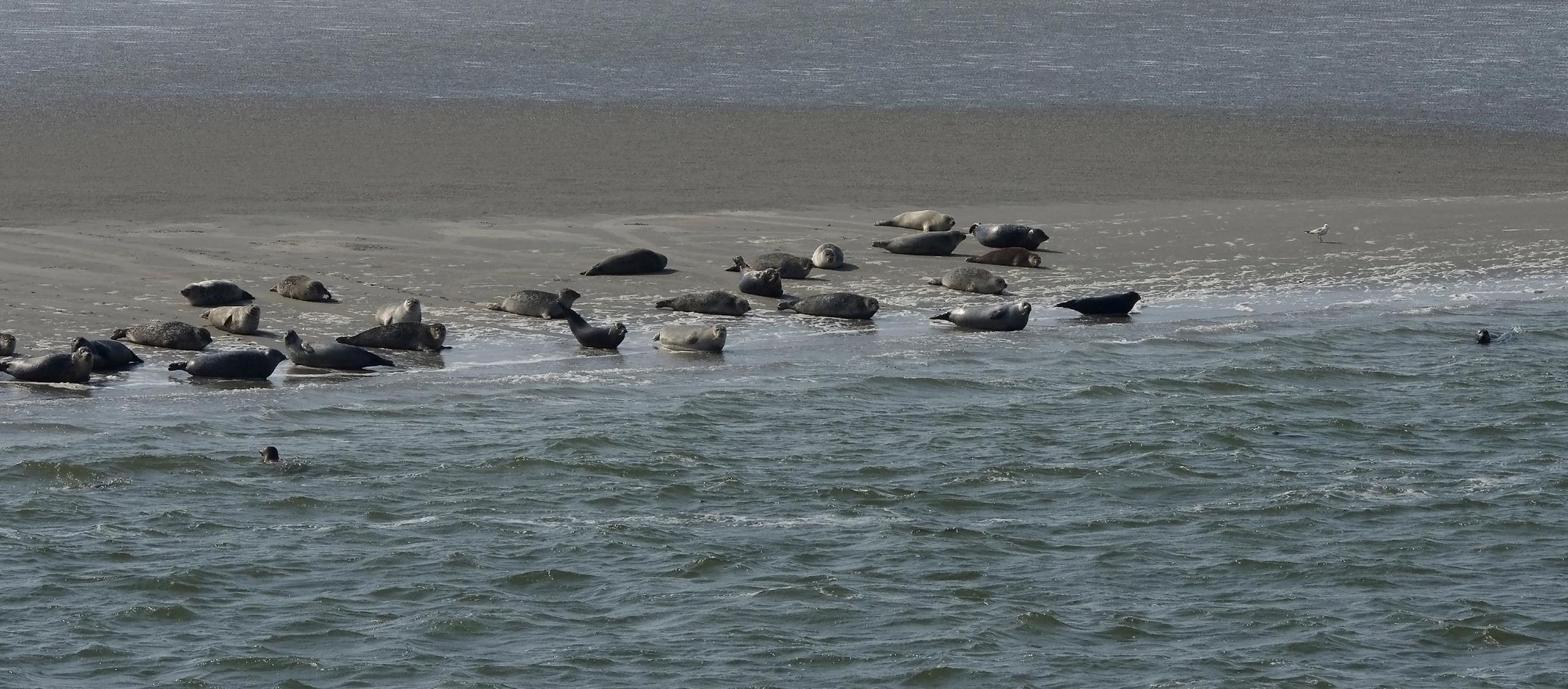 ...im Wattenmeer