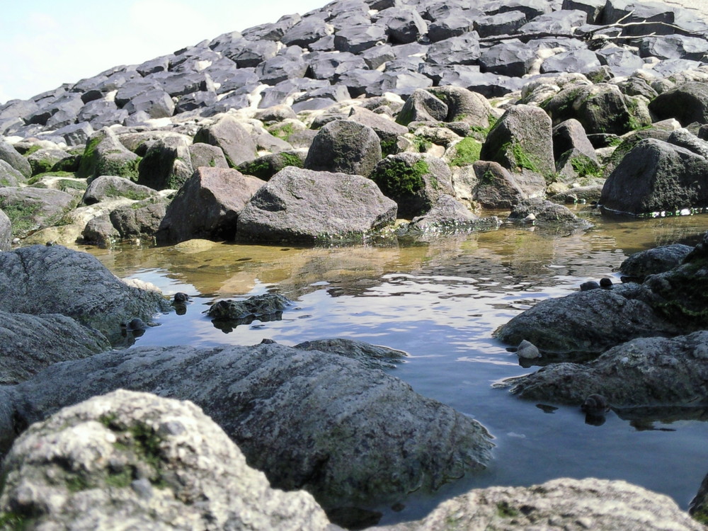 Im Wattenmeer