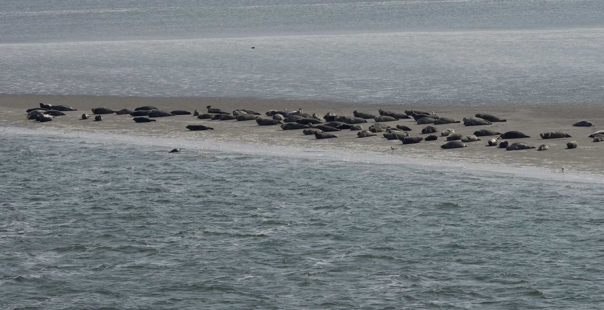 ..im Wattenmeer