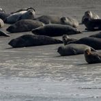 ..im Wattenmeer