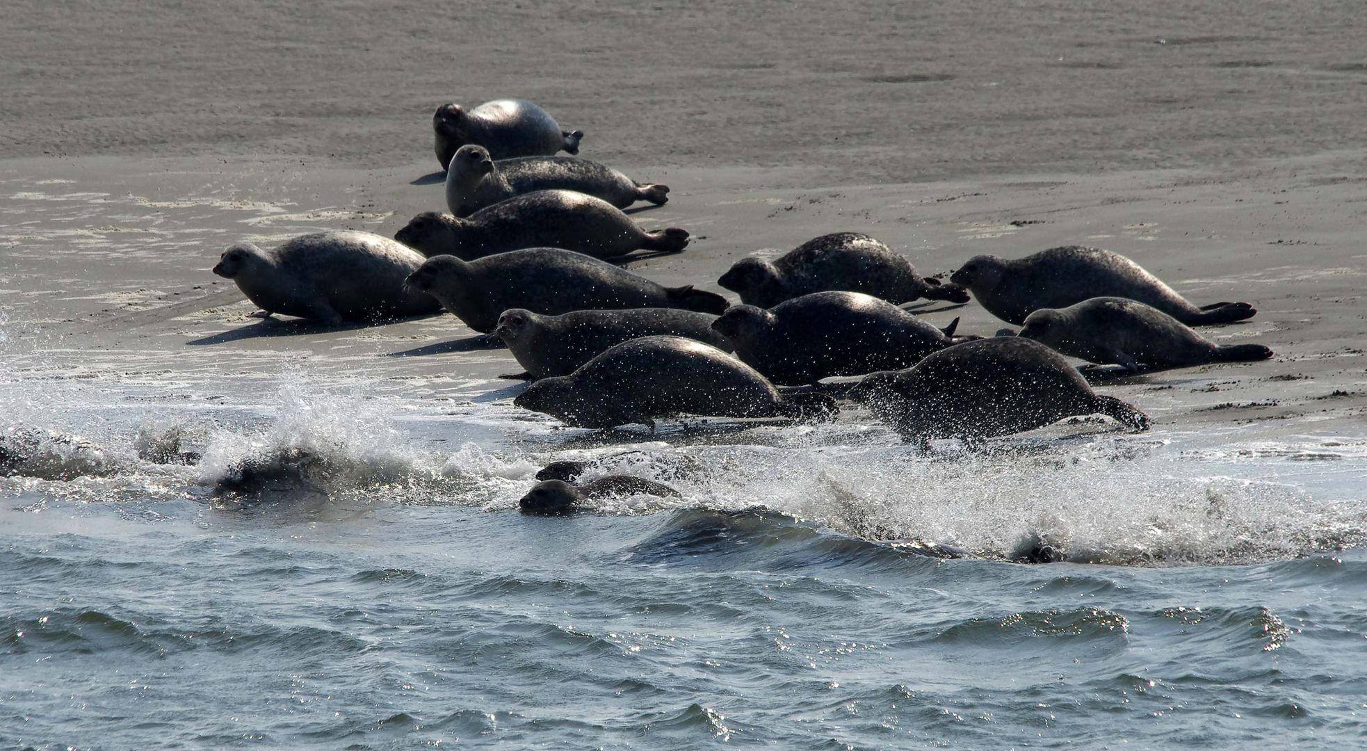 ...im Wattenmeer