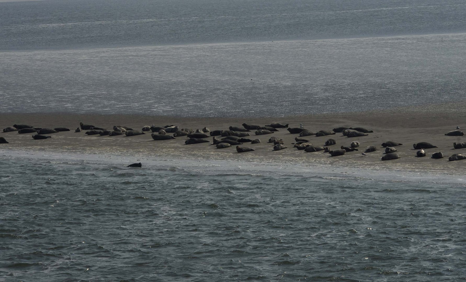 ..im Wattenmeer