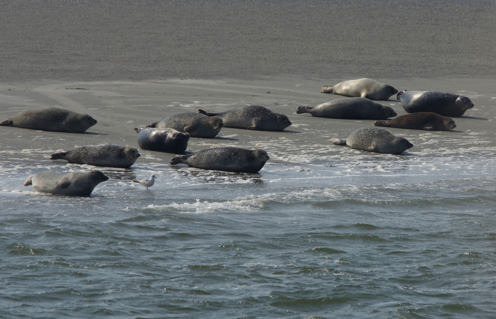 ...im Wattenmeer