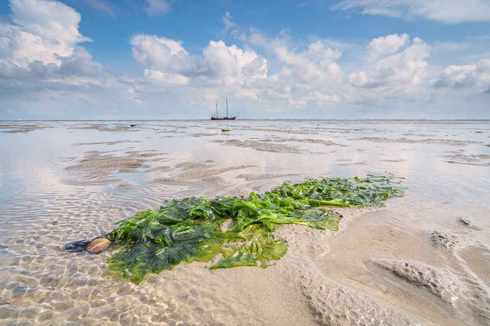 Im Wattenmerr bei Den Helder