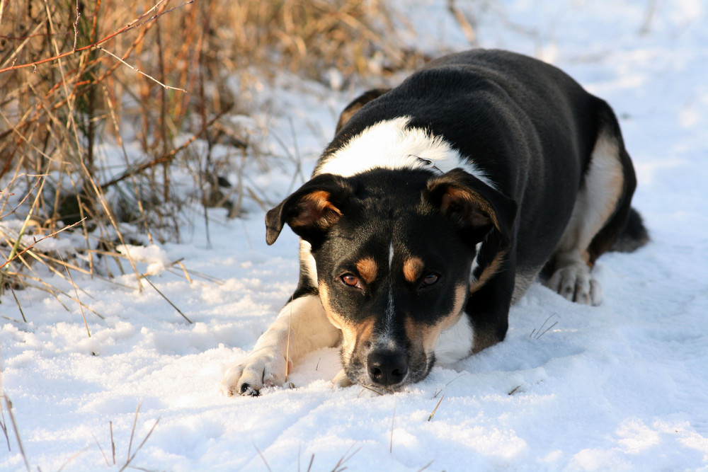 Im weichen Schneebett