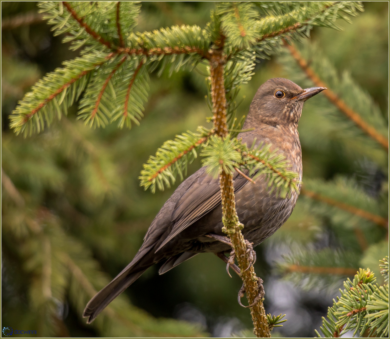 Im Weihnachtsbaum