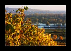 Im Wein am Rhein ist es fein