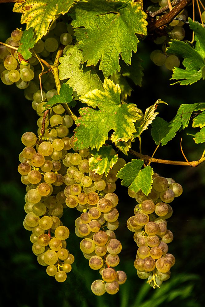 Im Wein liegt Wahrheit?