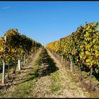Im Weinbaugebiet von Haugsdorf...