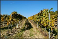 Im Weinbaugebiet von Haugsdorf...