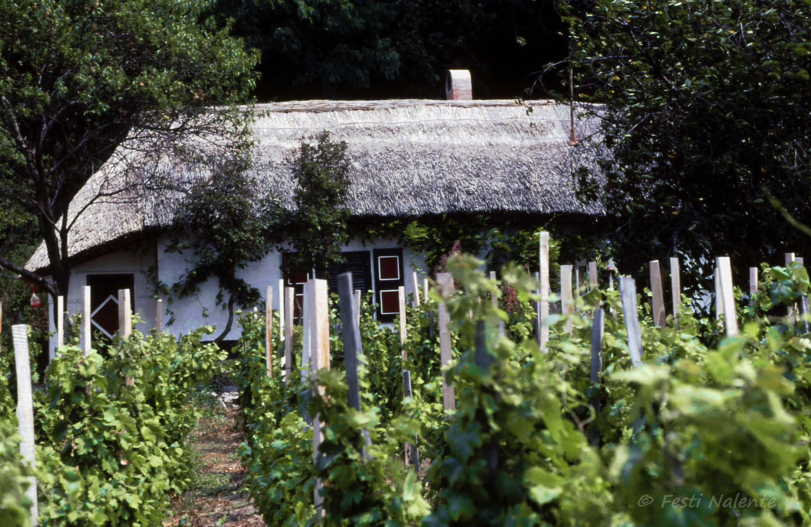 Im Weinberg am Balaton