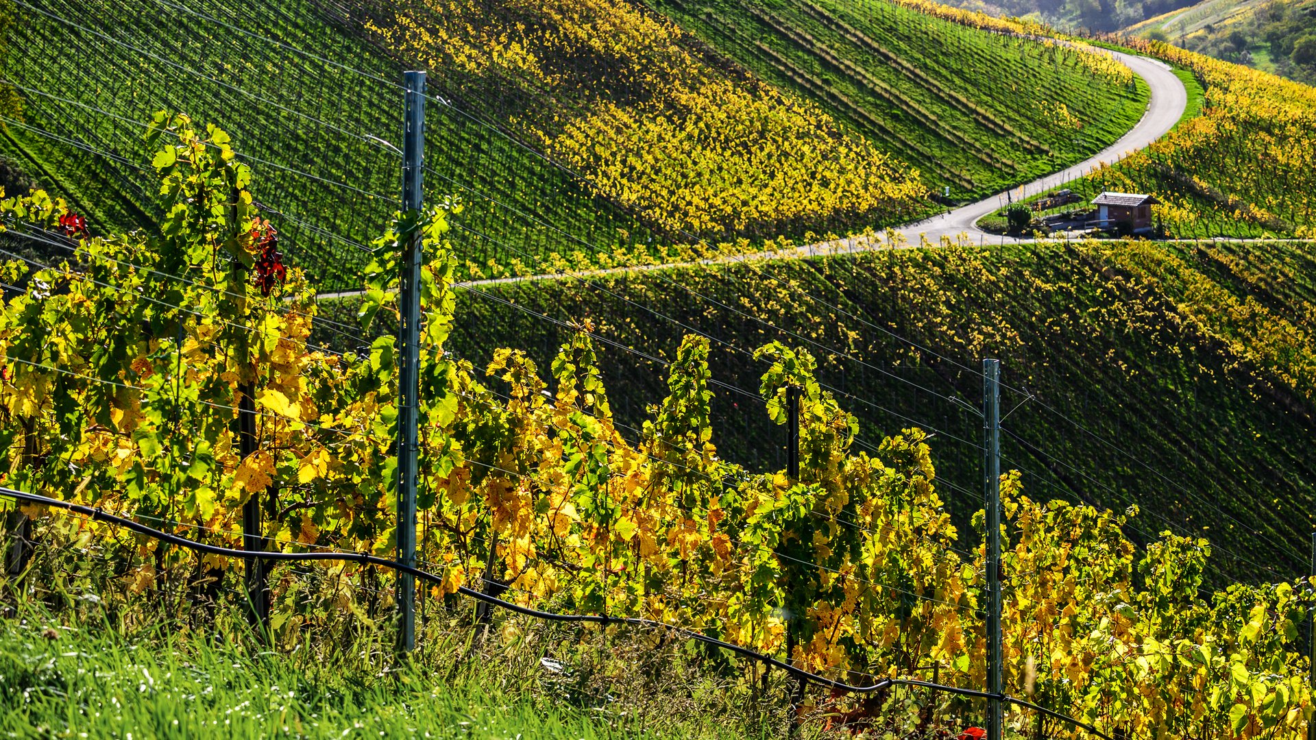 Im Weinberg - Dans le vignoble