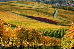 Im Weinberg - Farben und Strukturen 2