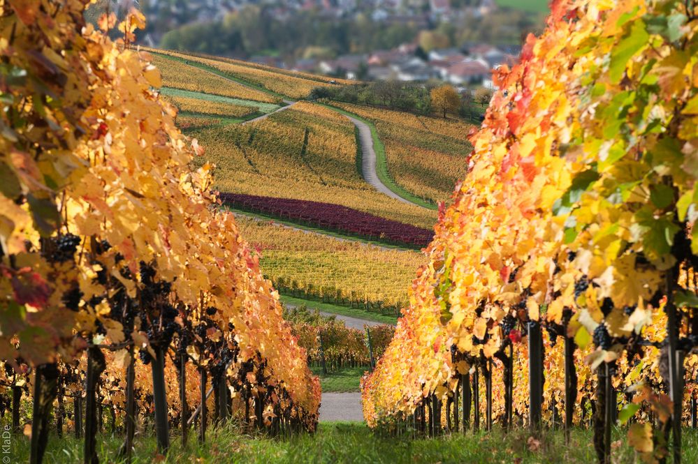 Im Weinberg - Farben und Strukturen