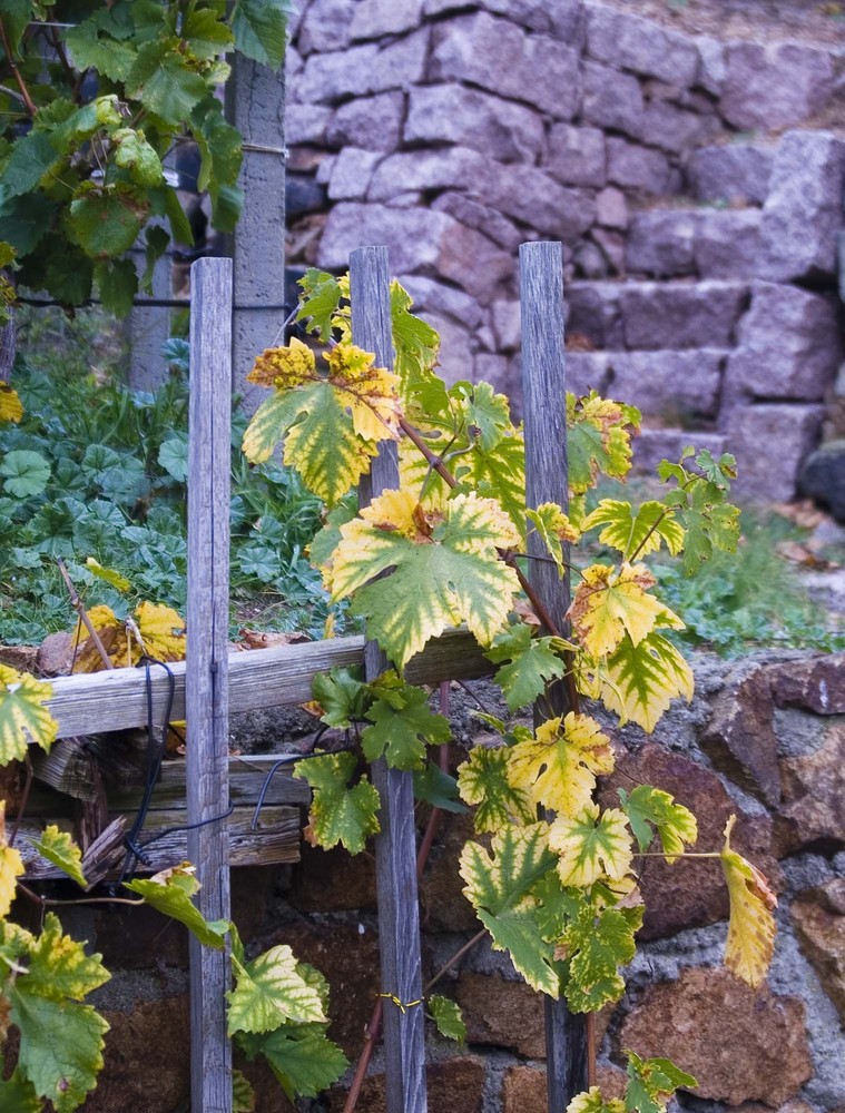 Im Weinberg - Herbststimmung