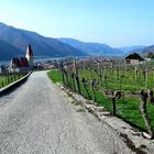 Im Weingarten bei Weissenkichen in der Wachau