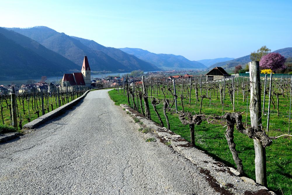 Im Weingarten bei Weissenkichen in der Wachau