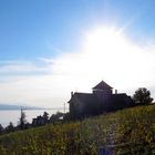 Im Weingebiet über dem Genfersee ...