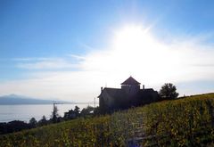 Im Weingebiet über dem Genfersee ...
