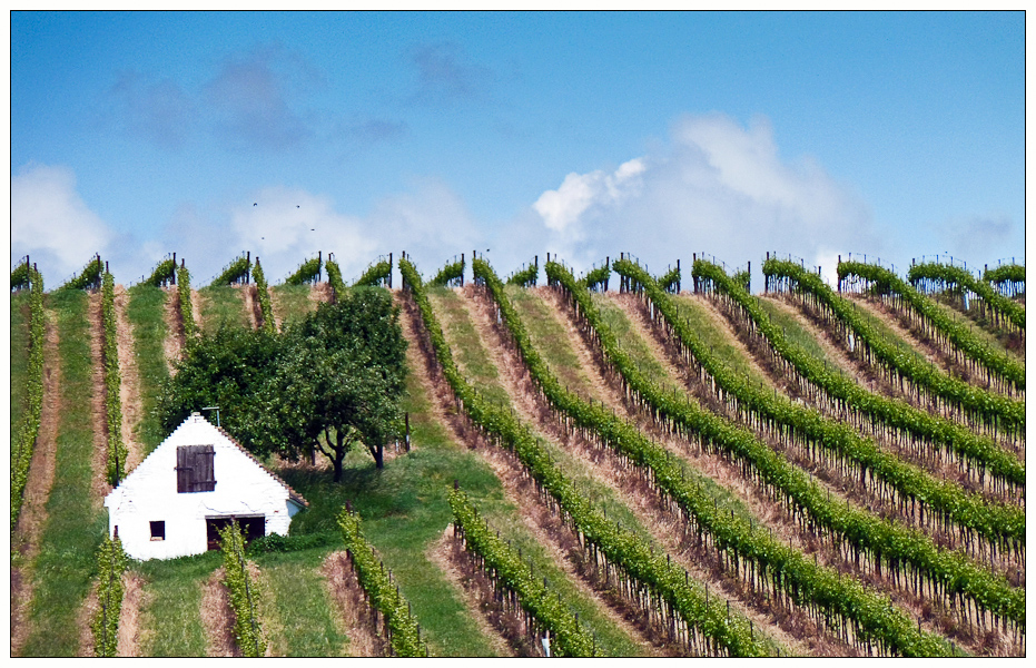 im Weinviertel