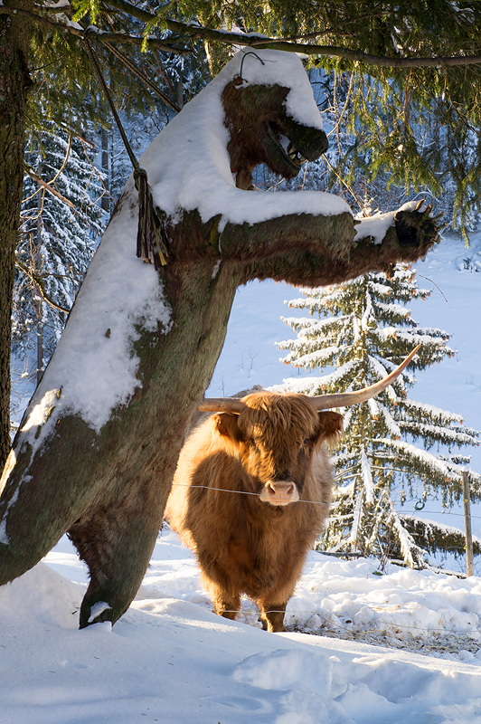 Im weißen Schwarzwald