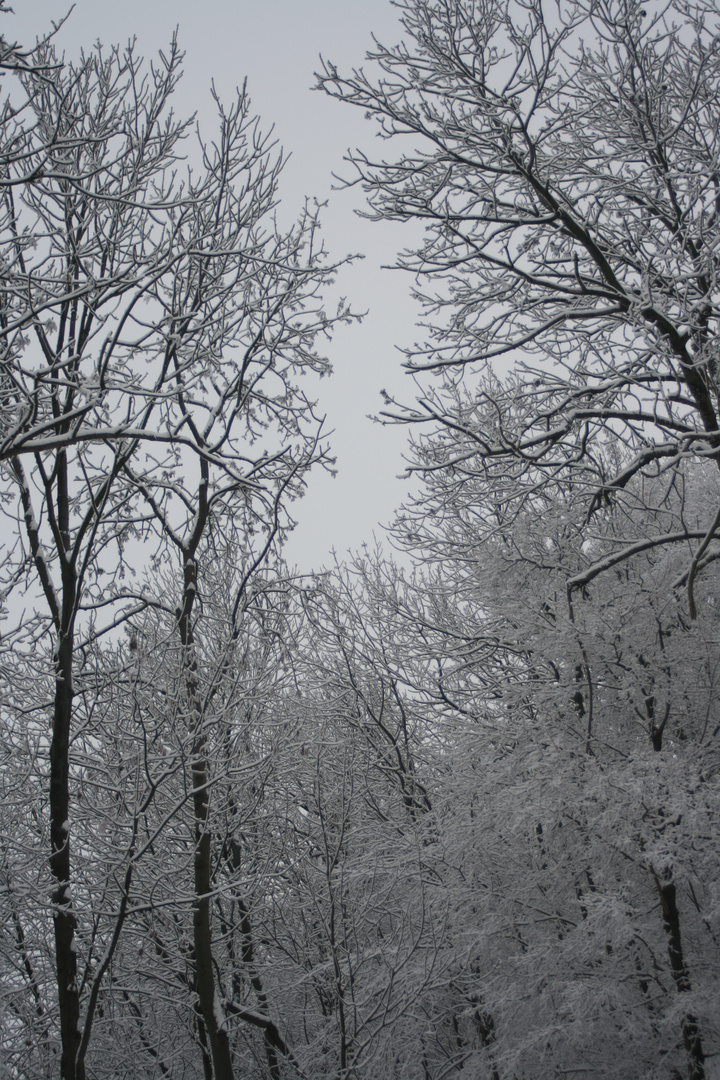 Im weissen Wald