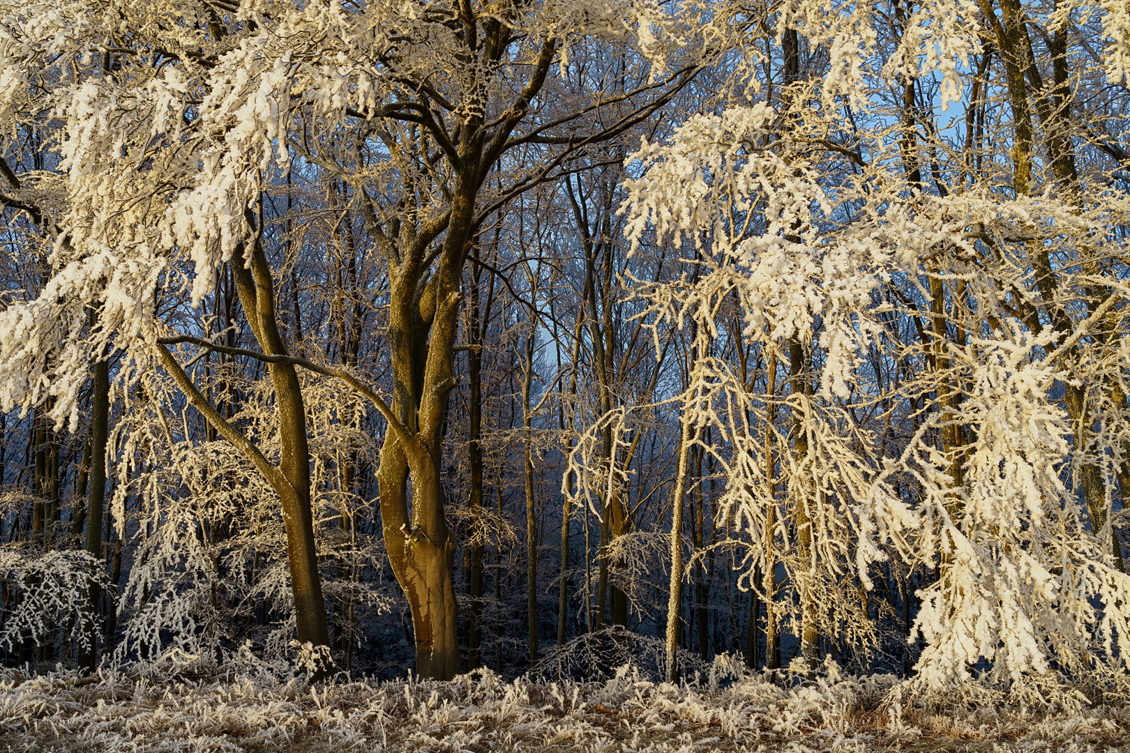 Im weißen Wald