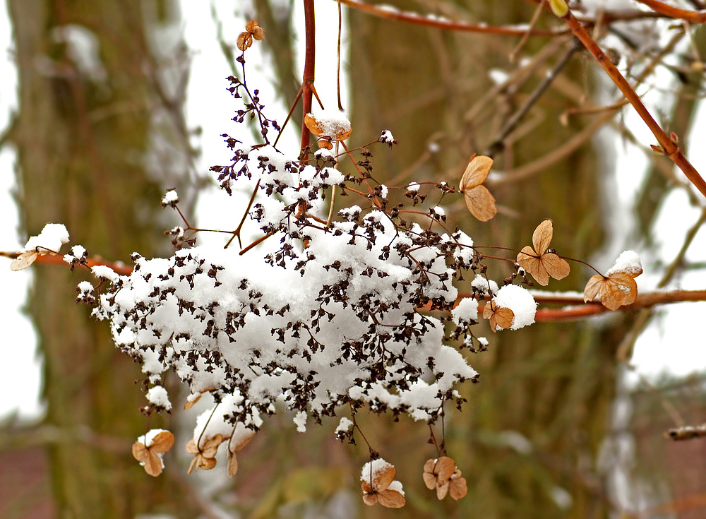 Im weißen Winterkleid