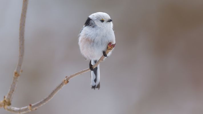 Im weißen Wintermäntelchen