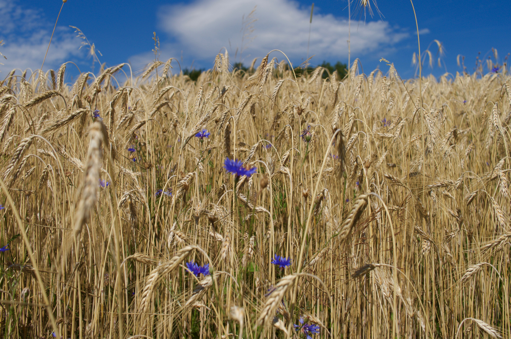 Im Weizenfeld