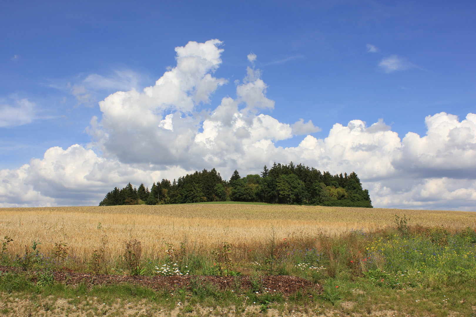 im Weizenmeer II