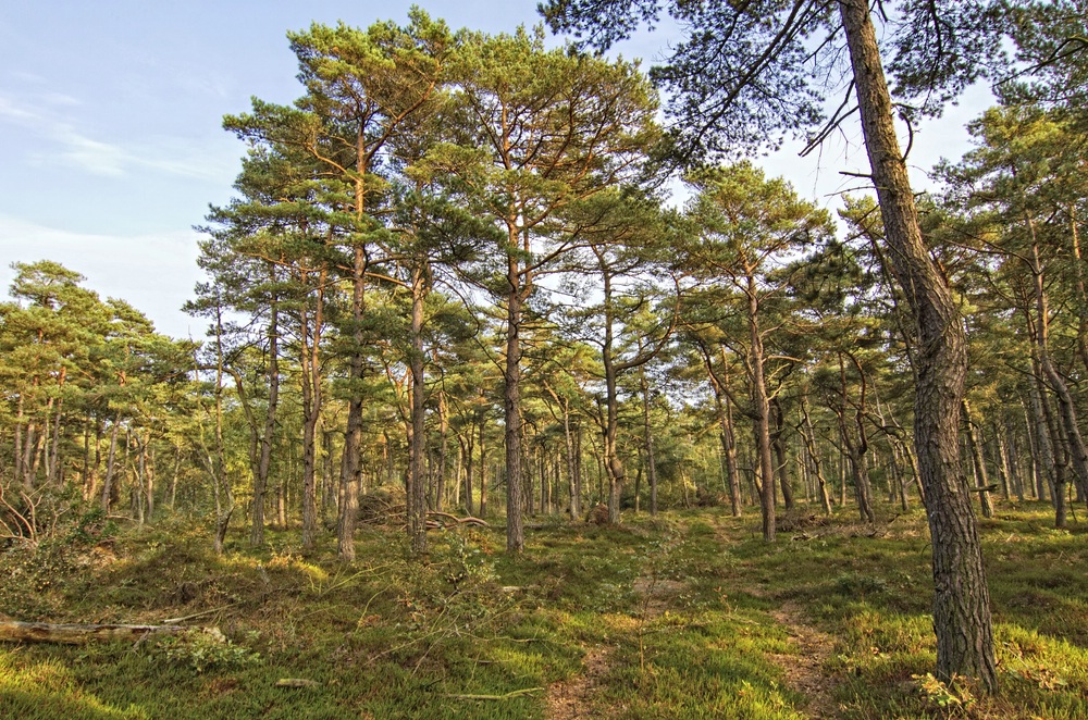 Im Wernerwald