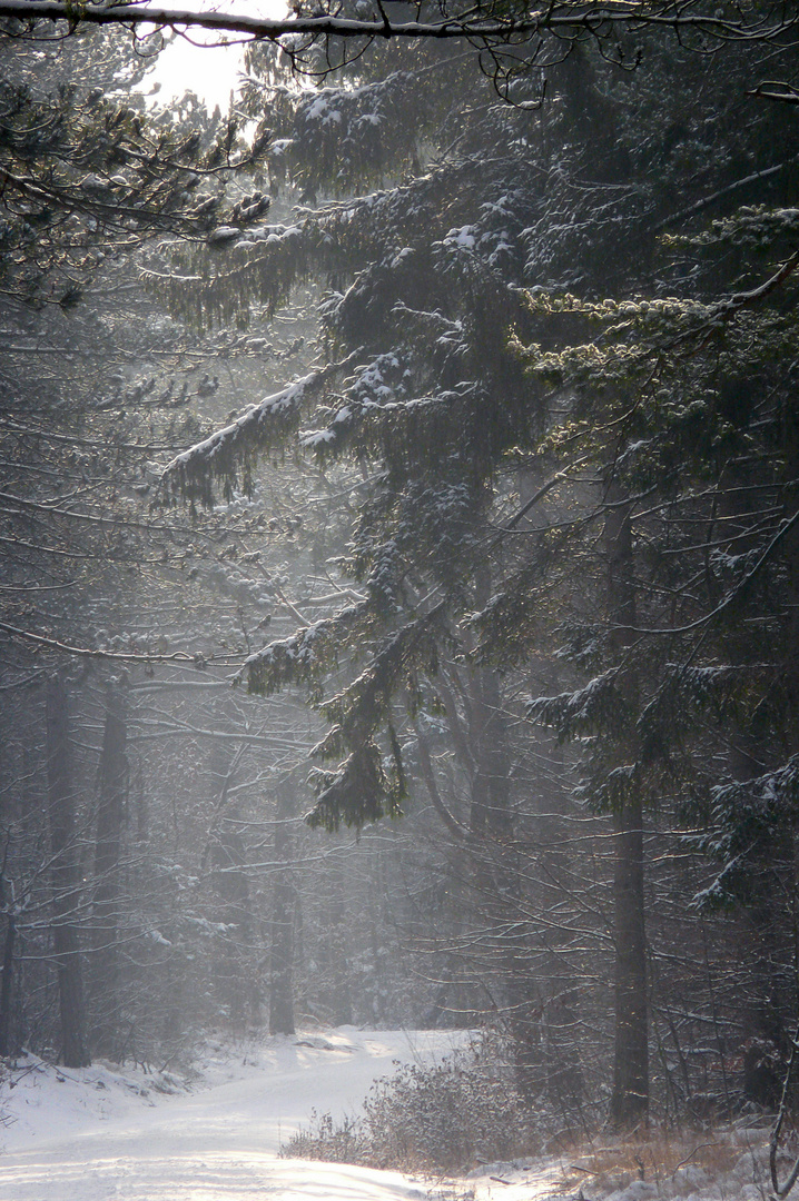 Im Wernerwald