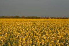 Im Westen kam die Regenfront die dann im Osten Dresdens nicht mehr vile brachte