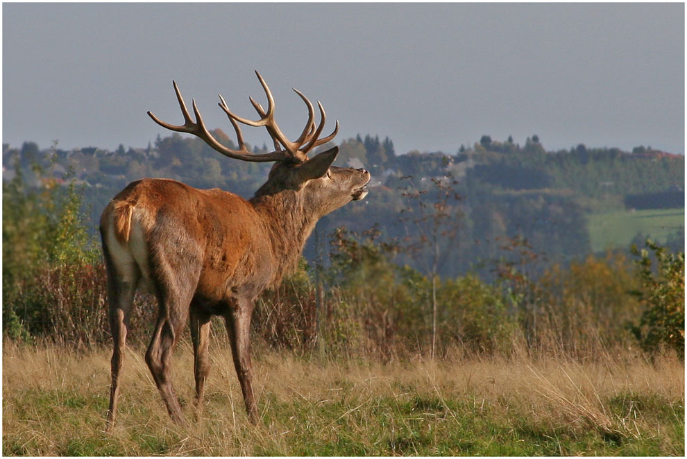 Im Westerwald