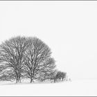 Im Westerwald. Im Winter. Im Schnee: Lindenpaar