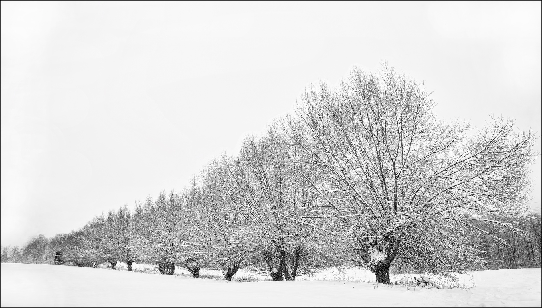 Im Westerwald: Kopfweiden im Schnee.
