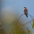 im weststeirischem Herbstlicht