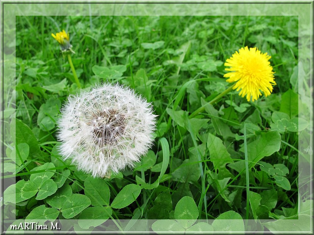 Im Wiesengrün (mit Gedicht)