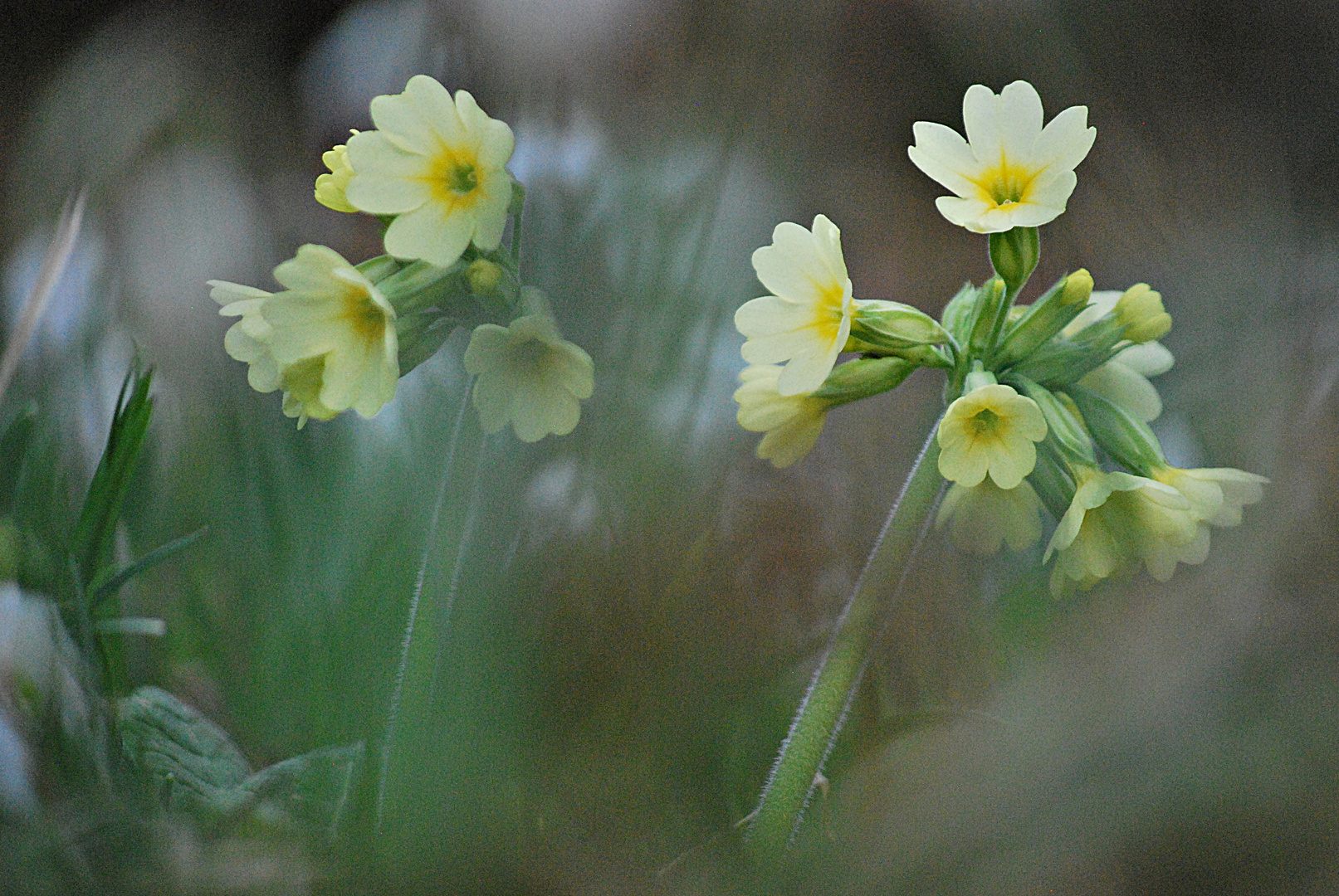 im Wiesengrunde... 2